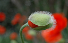 poppy